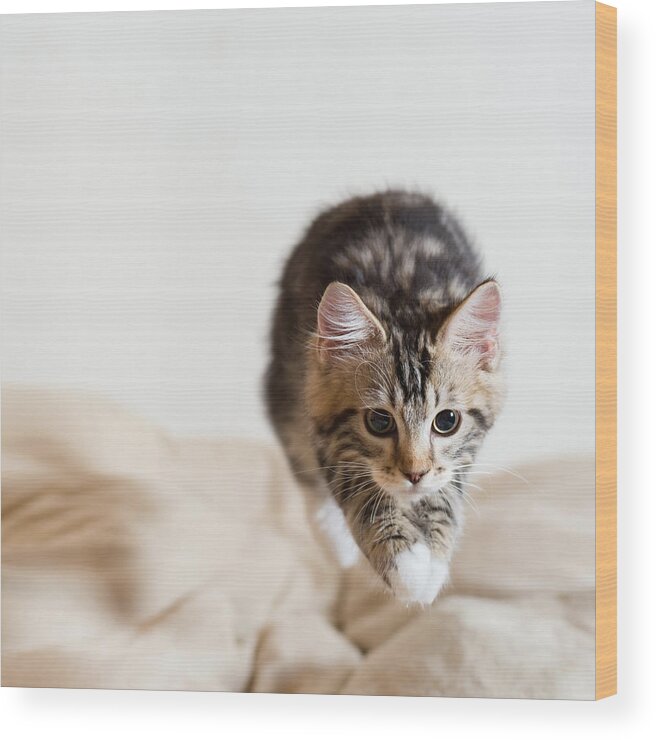 Shimonoseki Wood Print featuring the photograph Jumping Kitten #3 by Ryuichi Miyazaki