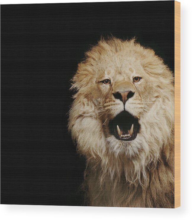 Threats Wood Print featuring the photograph Lion Roaring #3 by Gk Hart/vicky Hart