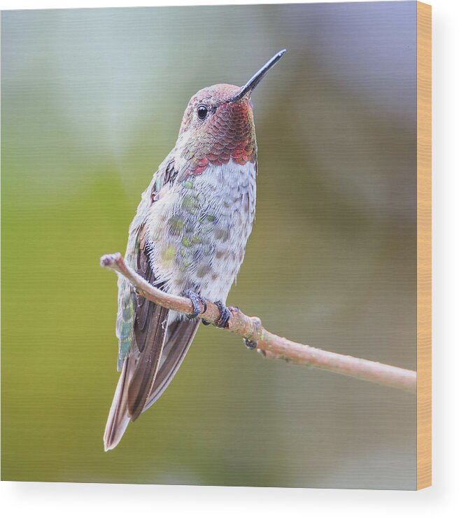 Animal Wood Print featuring the photograph Male Anna's Hummingbird #5 by Briand Sanderson