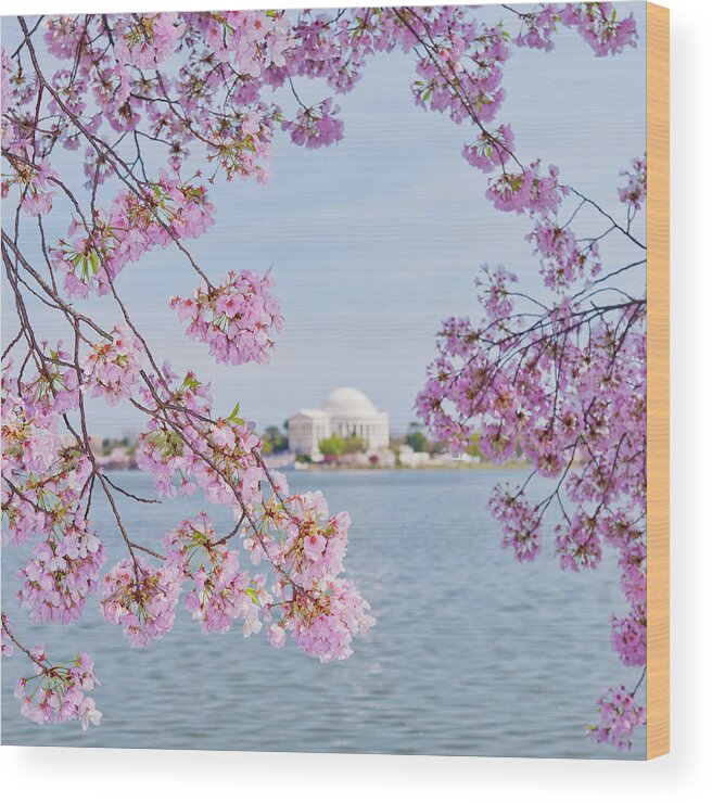 Scenics Wood Print featuring the photograph Usa, Washington Dc, Cherry Tree In #5 by Tetra Images