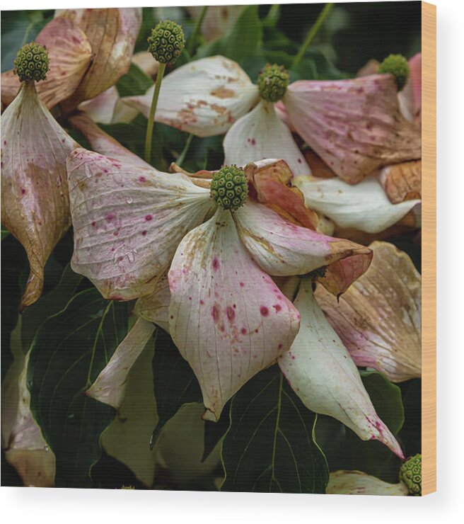 Flowering Dogwood Wood Print featuring the photograph Flowering Dogwood #7 by Robert Ullmann