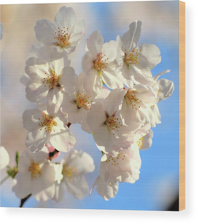 Petal Wood Print featuring the photograph Sakura #9 by I Love Photo And Apple.