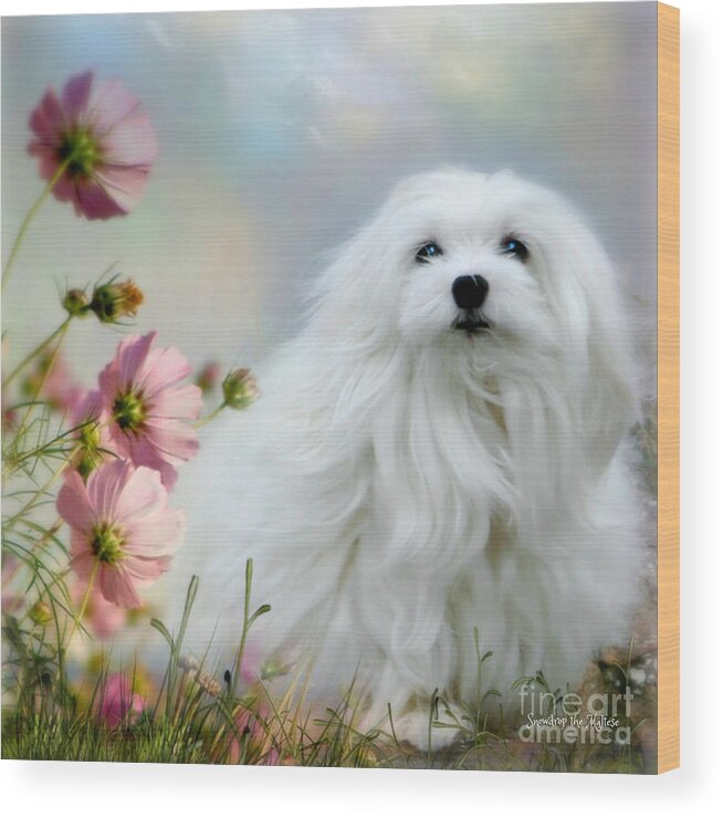 Snowdrop The Maltese Wood Print featuring the photograph A Soft Summer Breeze by Morag Bates