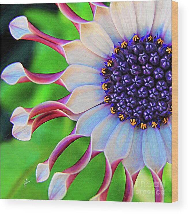 Elegant Wood Print featuring the mixed media African Daisy by TK Goforth