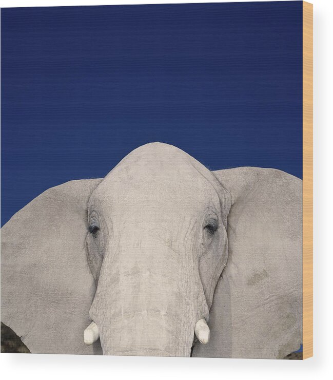 Animal Themes Wood Print featuring the photograph African Elephant Loxodonta Africana by Ryan Mcvay