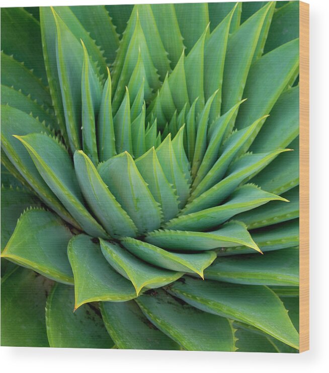 Agave Wood Print featuring the photograph Agave Plant by Micha Pawlitzki