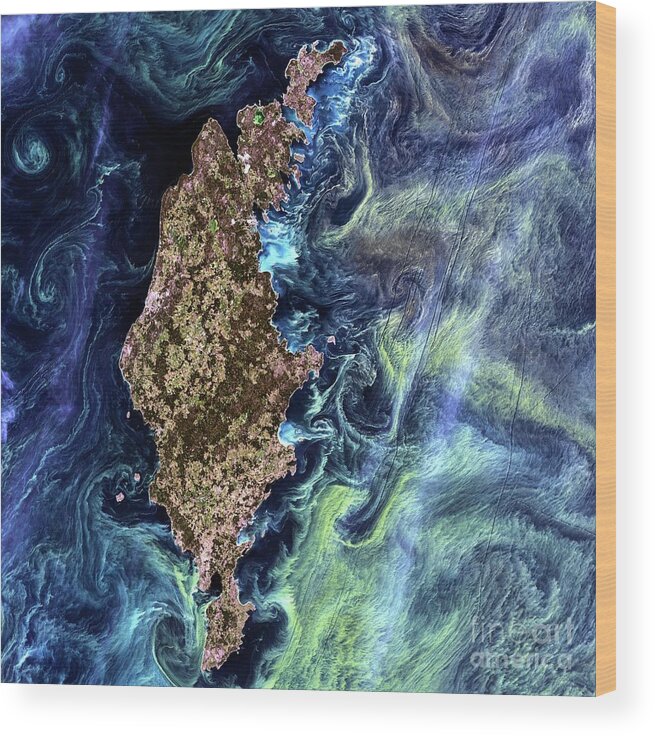 Algal Bloom Wood Print featuring the photograph Algae Bloom In The Baltic Sea by Usgs/nasa/landsat 7/science Photo Library