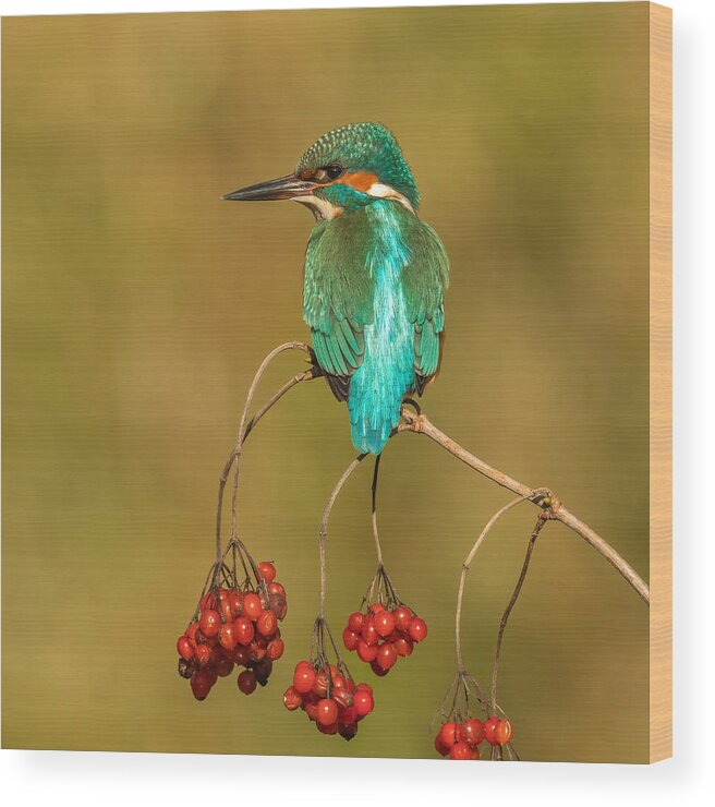 Kingfisher Wood Print featuring the photograph An Unusual Place by Annie Keizer