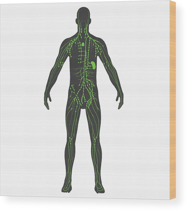 Lymph Nodes Wood Print featuring the photograph Anatomy Of The Lymphatic System by Photon Illustration