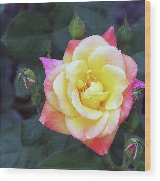 Pink Wood Print featuring the photograph April Flowers 5 by C Winslow Shafer