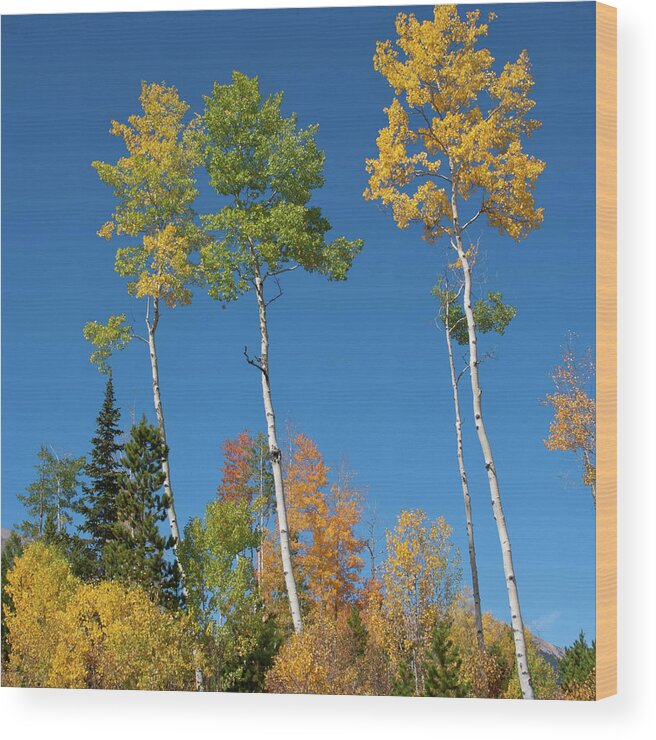 Autumn Wood Print featuring the photograph Autumn Balloons of Color by Cascade Colors