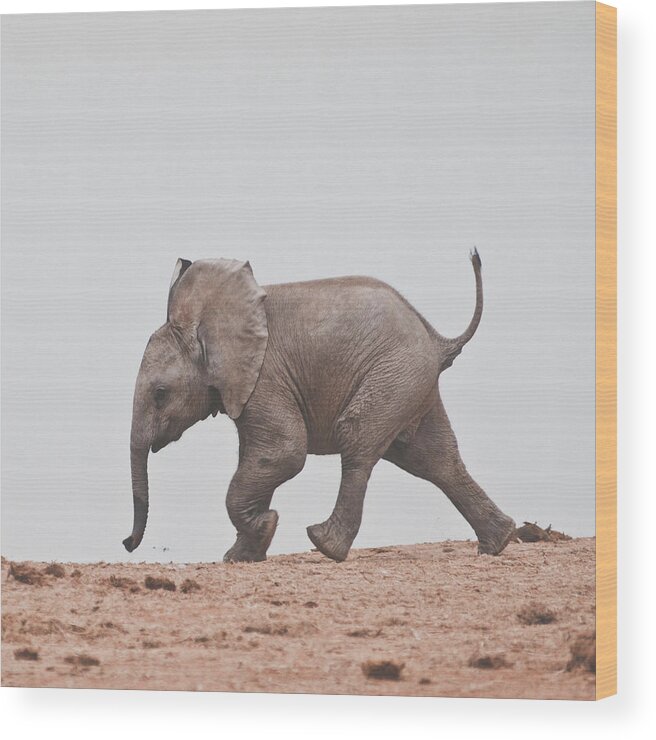 Addo Elephant National Park Wood Print featuring the photograph Baby Elephant by Shaun