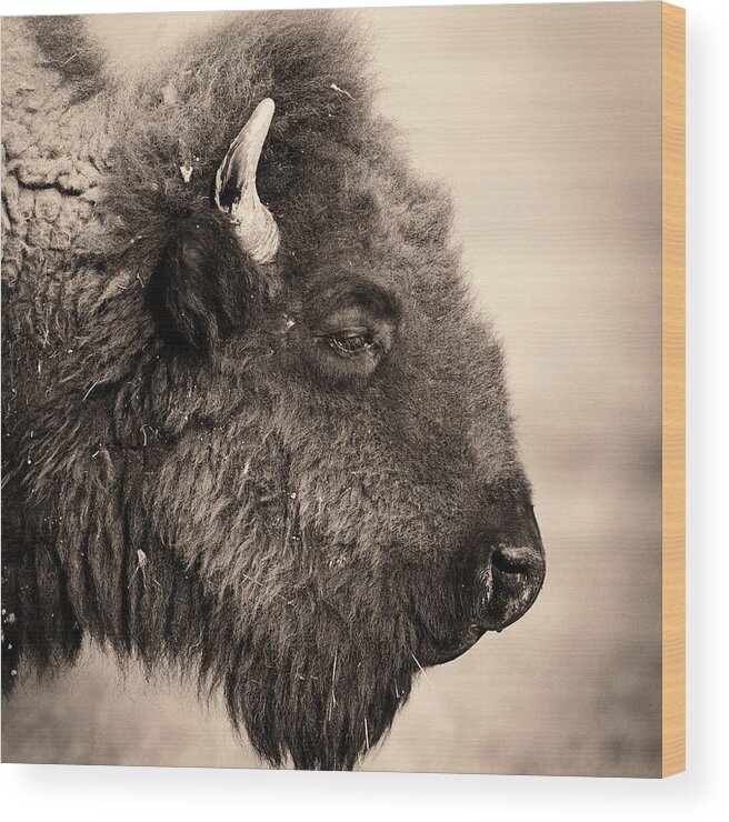 Horned Wood Print featuring the photograph Badlands National Park Portrait Of A by Elementalimaging