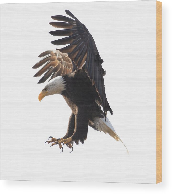 Bald Eagle Wood Print featuring the photograph Bald Eagle Landing by Patrick Nowotny