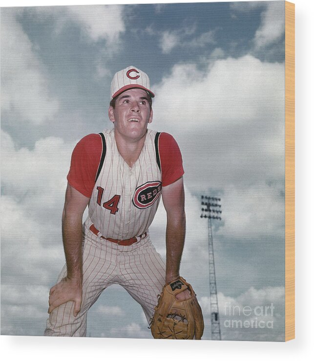 People Wood Print featuring the photograph Baseball Player Pete Rose In Spring by Bettmann