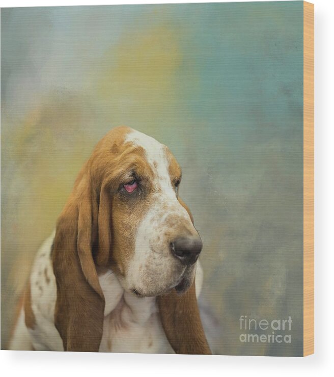 Basset Hound Wood Print featuring the photograph Basset Hound by Eva Lechner