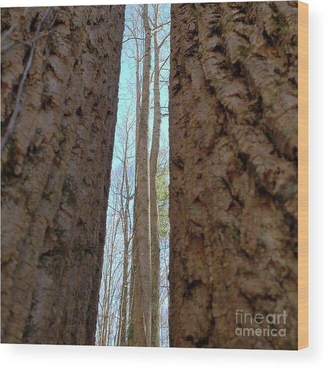 Trees Wood Print featuring the photograph Between the Trees by Anita Adams