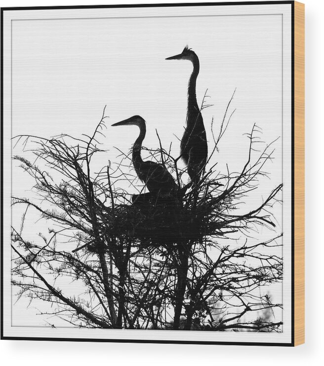 Birds Nesting In A Tree Wood Print featuring the photograph Birds Nesting by Harold Silverman - Animals