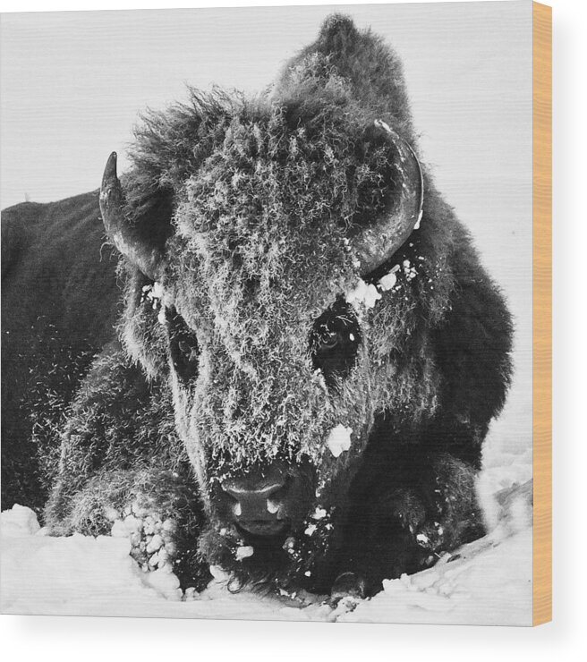 Bison Wood Print featuring the photograph Bison Frost by Peter Hudson