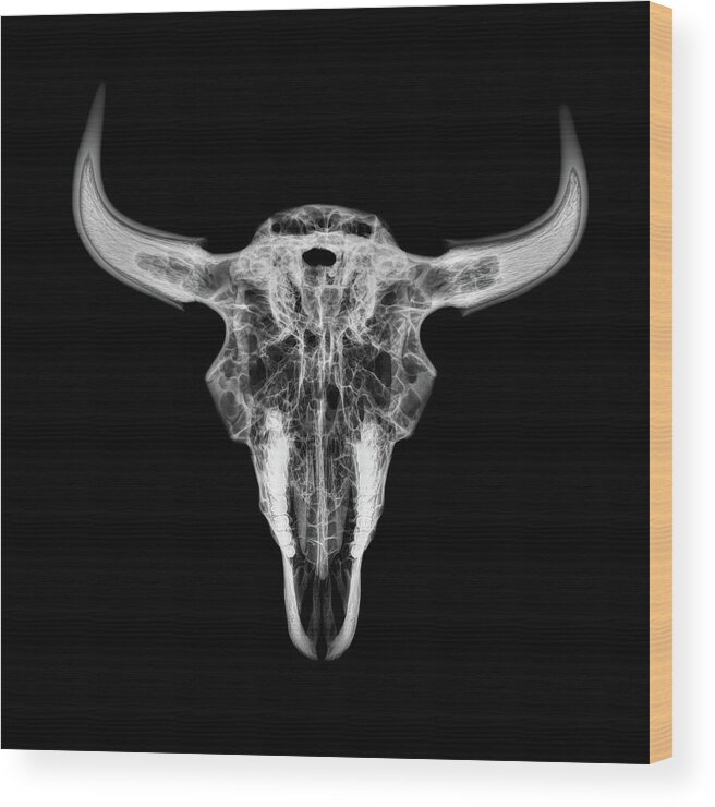Kansas Wood Print featuring the photograph Bison skull x-ray 01bw by Rob Graham