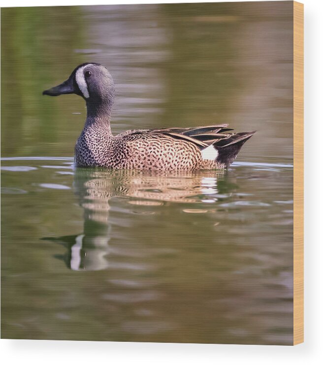 Duck Wood Print featuring the photograph Blue Winged Teal by JASawyer Imaging