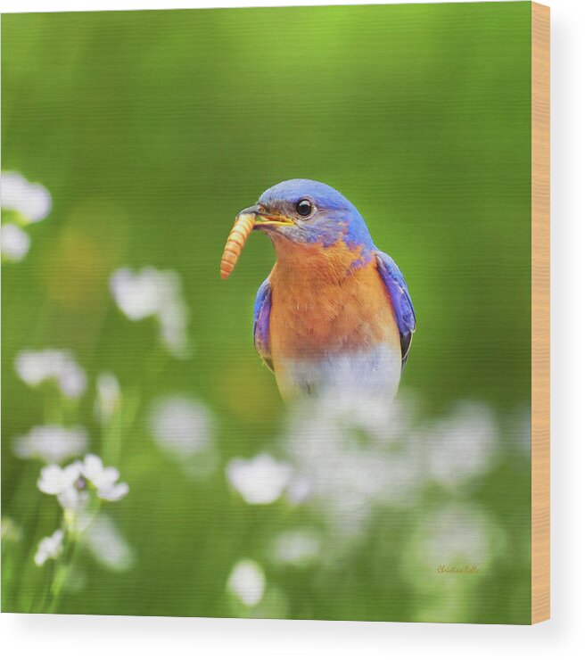 Bluebird Wood Print featuring the photograph Bluebird with Worm Square by Christina Rollo