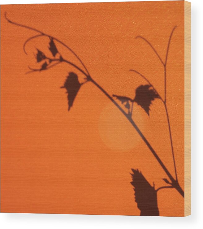 Orange Color Wood Print featuring the photograph Branch by Rudolf Vlcek