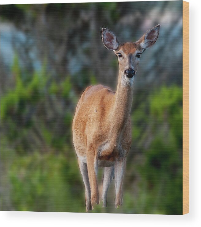 Wildlife Wood Print featuring the photograph Bright Eyes by Cathy Kovarik