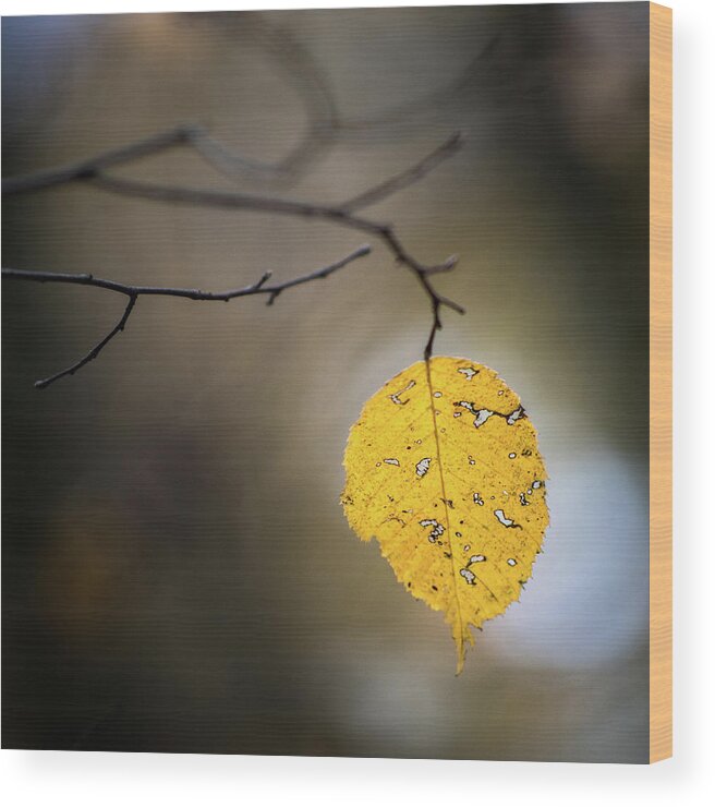 Fall Wood Print featuring the photograph Bright Fall Leaf 7 by Michael Arend