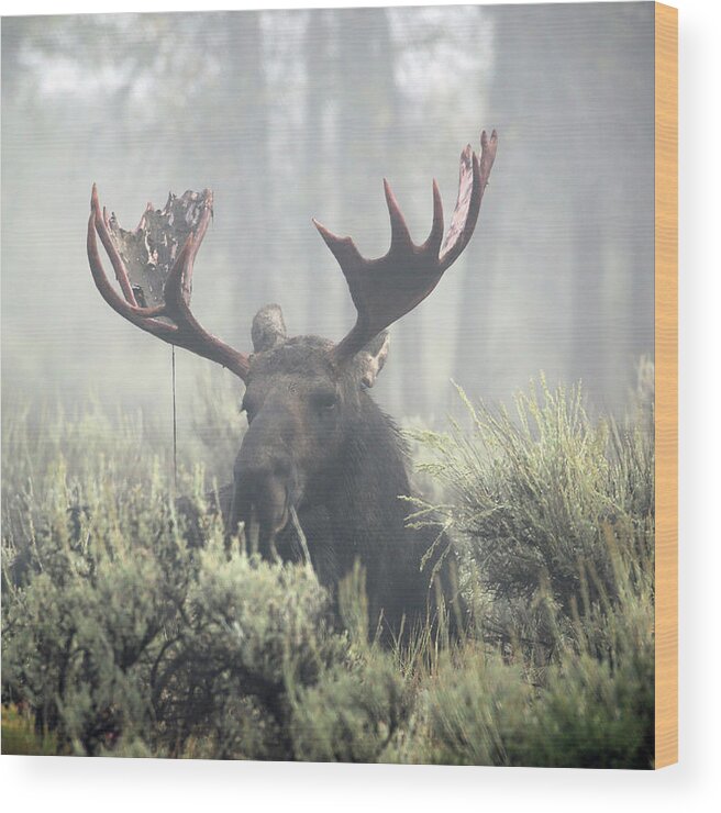 Bull Wood Print featuring the photograph Bull Moose in Early Morning Mist by Jean Clark