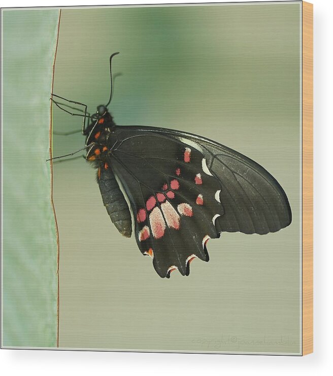 Natural Pattern Wood Print featuring the photograph Butterfly At Rest by ©joanne Hamblin