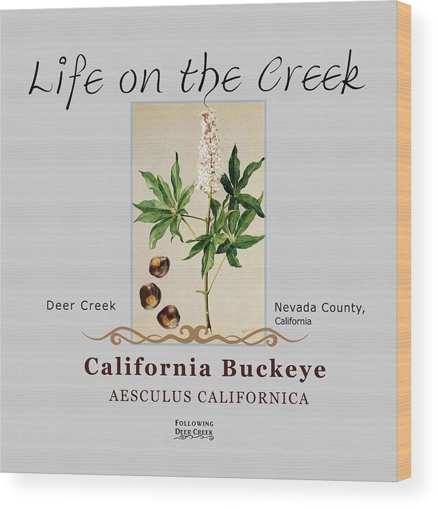 Aesculus Californica Wood Print featuring the digital art California Buckeye by Lisa Redfern