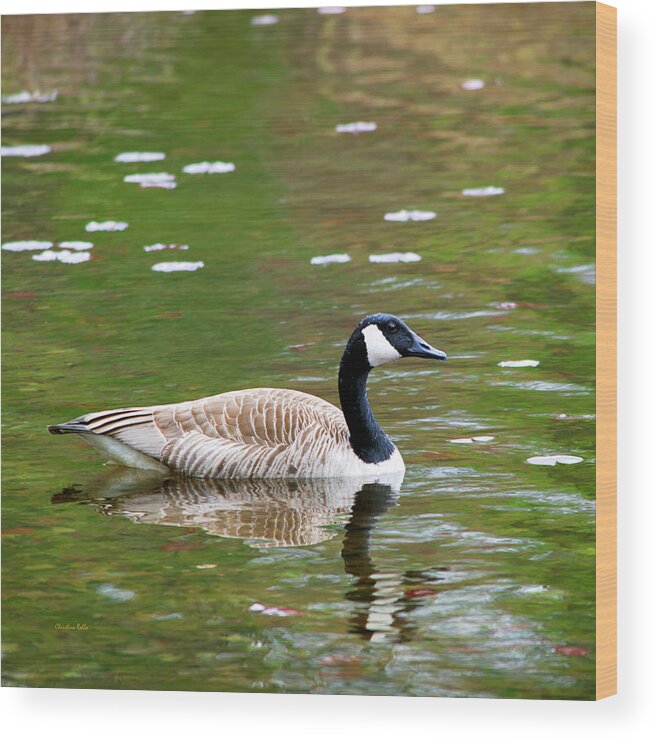 Canada Goose Wood Print featuring the photograph Canada Goose Square by Christina Rollo