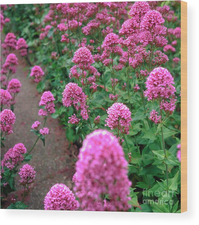 Valerian Wood Print featuring the photograph Centranthus Ruber. by Maxine Adcock/science Photo Library