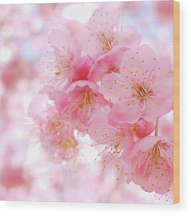 Taiwan Wood Print featuring the photograph Cherry Blossom by Ryo's Photo Work