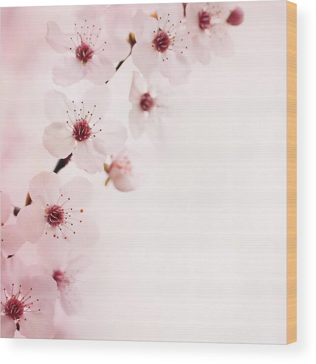 Easter Wood Print featuring the photograph Cherry Blossoms by Gilaxia