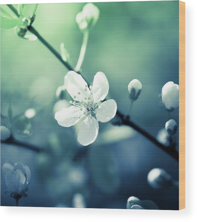 Easter Wood Print featuring the photograph Close Up Of A White Cherry Blossom by Jeja