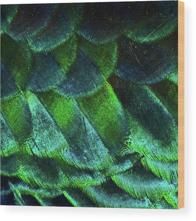 Natural Pattern Wood Print featuring the photograph Close Up Of Peacock Feathers by Madmàt