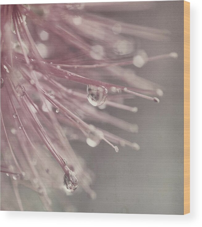 Oberhausen Wood Print featuring the photograph Close Up Of Water Drops On Flower by Silvia Otten-nattkamp Photography
