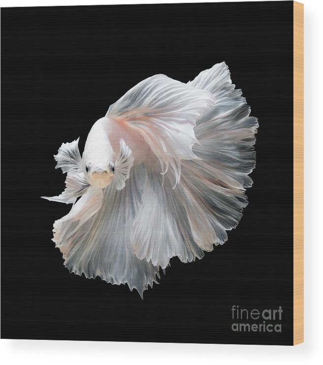 Fancy Wood Print featuring the photograph Close Up Of White Platinum Betta Fish by Nuamfolio
