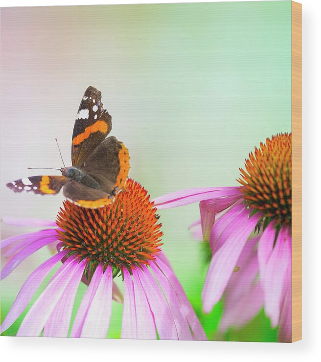 Flowerbed Wood Print featuring the photograph Colorful Red Admiral Butterfly by Pawel.gaul