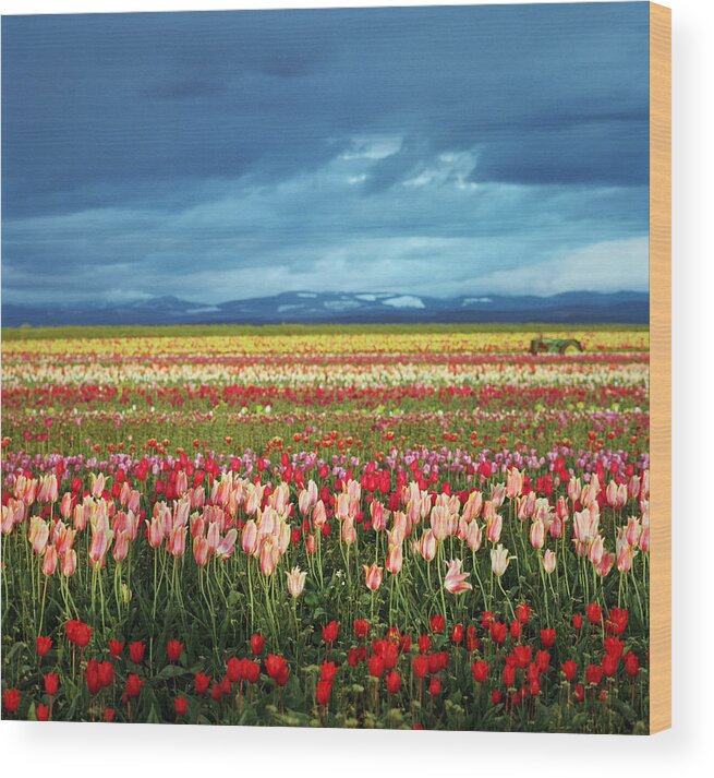 Tranquility Wood Print featuring the photograph Colorful Tulip Fields Under Stormy Skies by Danielle D. Hughson