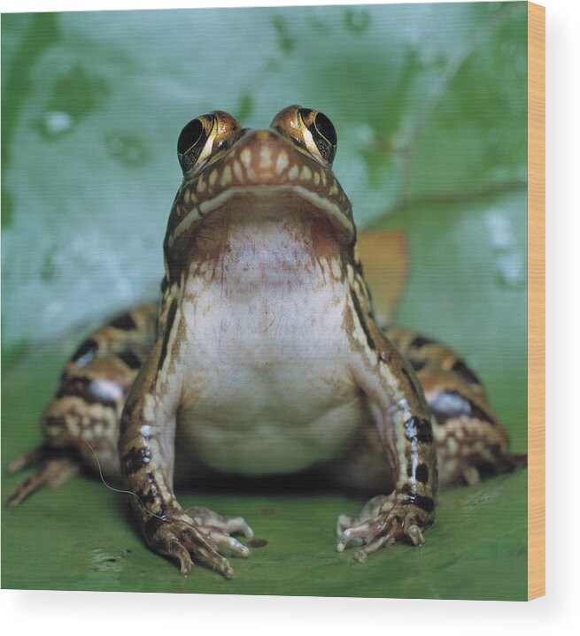 Africa Wood Print featuring the photograph Common River Frog  South Africa Rana by Nhpa