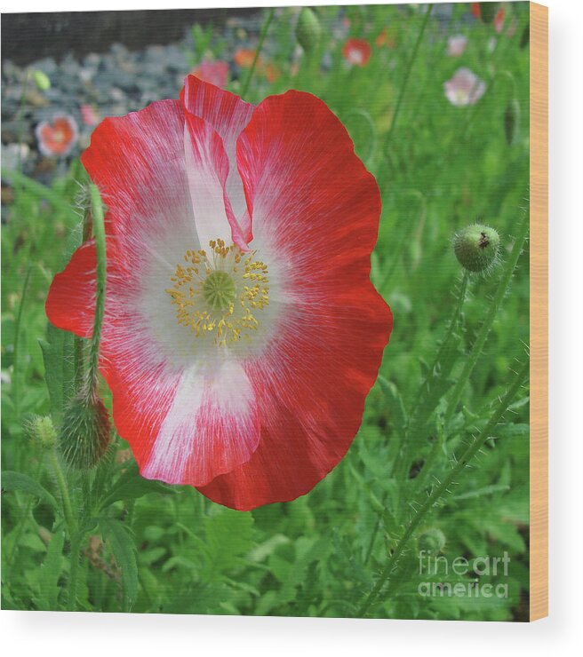 Papaver Rhoeas Wood Print featuring the photograph Corn Poppy 20 by Amy E Fraser