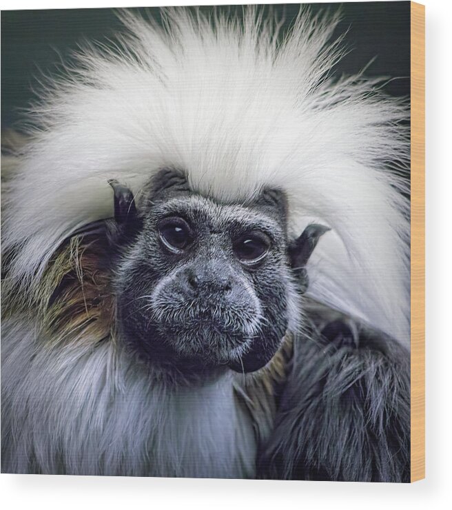 Cotton Topped Tamarin Wood Print featuring the photograph Cotton Topped Tamarin by Tracie Schiebel