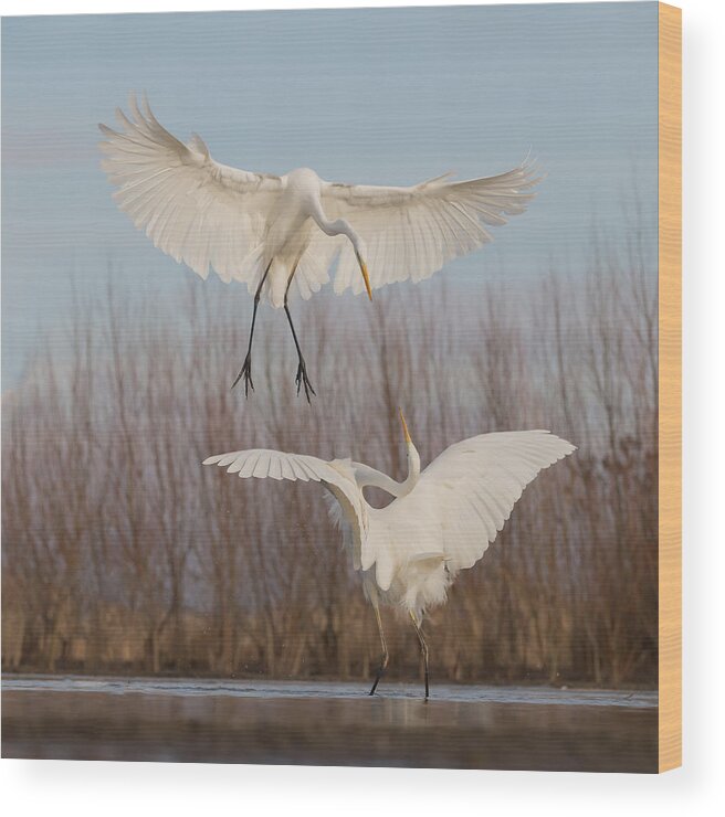 Egret Wood Print featuring the photograph Courting Or Fighting? by Cheng Chang
