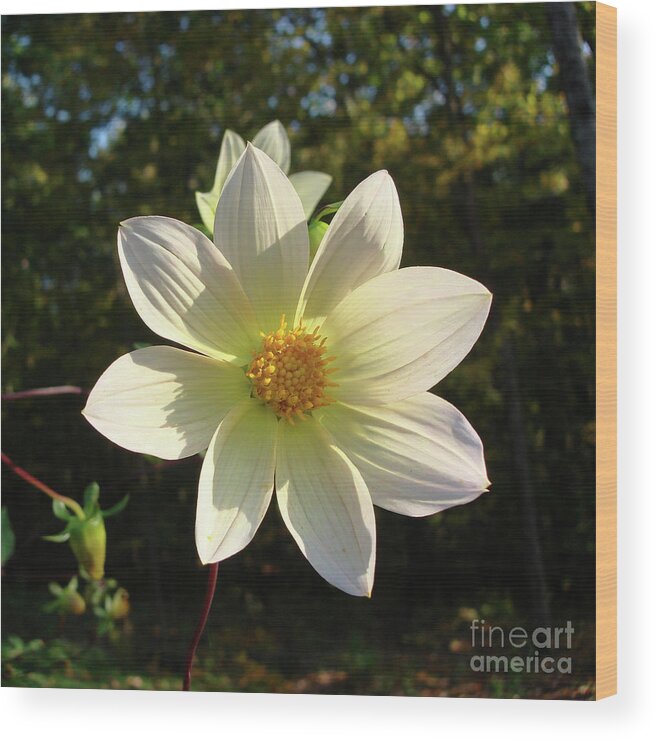 Dahlia Wood Print featuring the photograph Dahlia 10 by Amy E Fraser