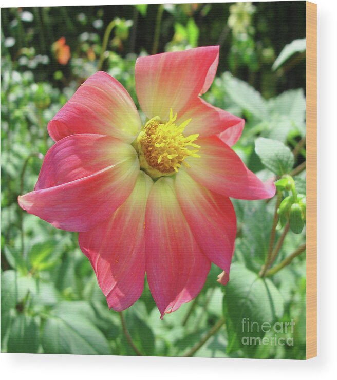 Dahlia Wood Print featuring the photograph Dahlia 14 by Amy E Fraser