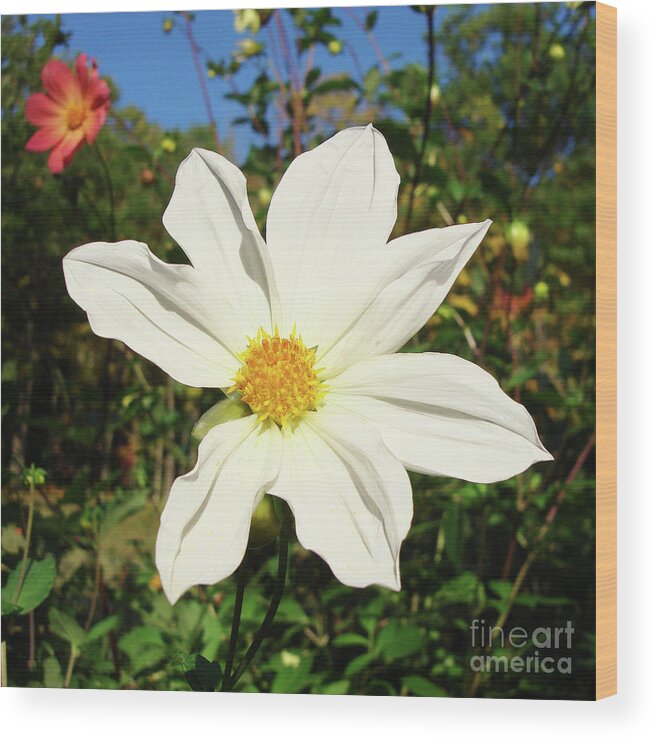 Dahlia Wood Print featuring the photograph Dahlia 17 by Amy E Fraser