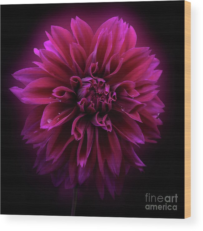 Flower Wood Print featuring the photograph Dahlia 'Thomas Edison' by Ann Jacobson